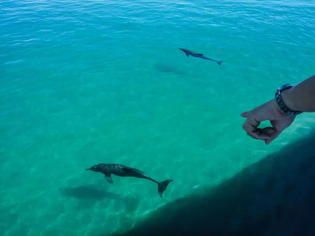 Port Stephens Dolphin Watch Cruise Tour