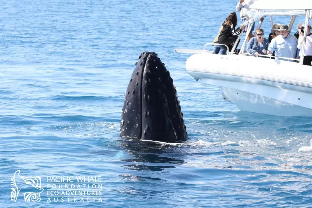 Ultimate Whale Watching Tour in Hervey Bay