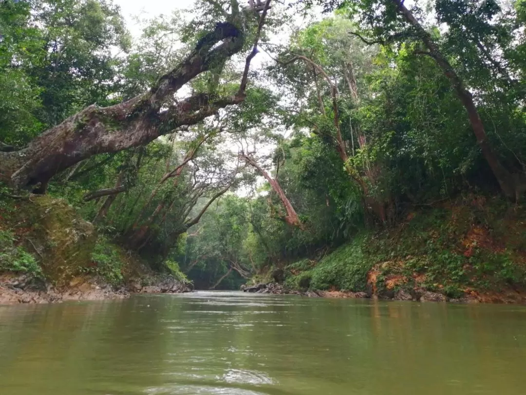 Little Amazon River Kayak Experience in Terengganu