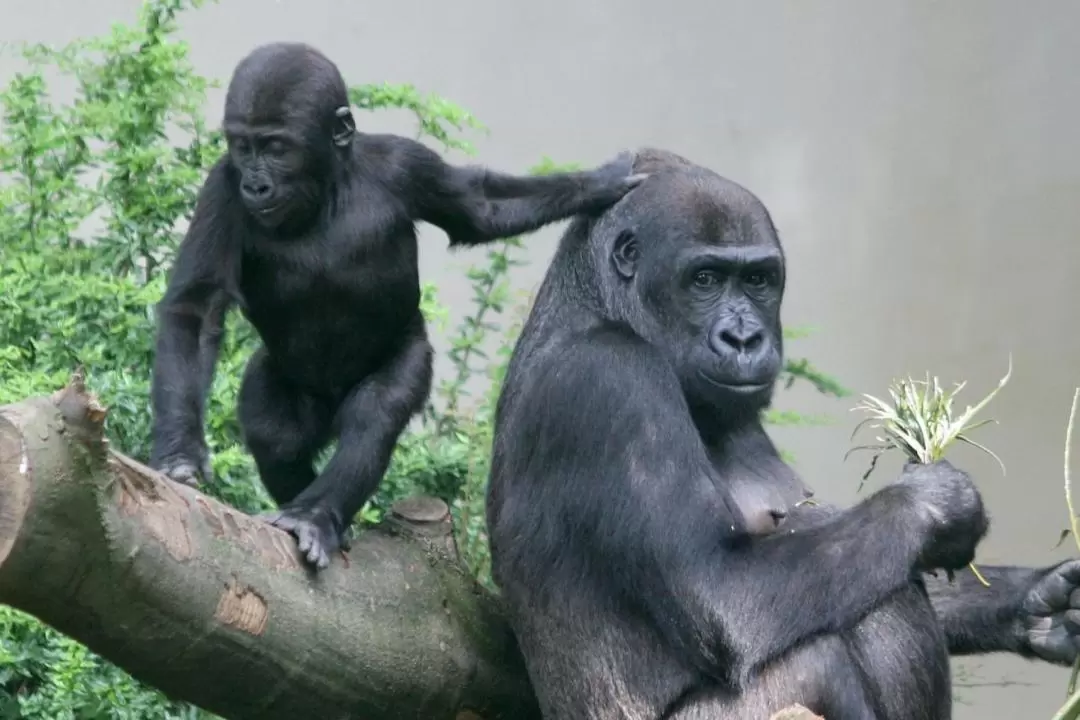 アルティス動物園 入園チケット（アムステルダム）