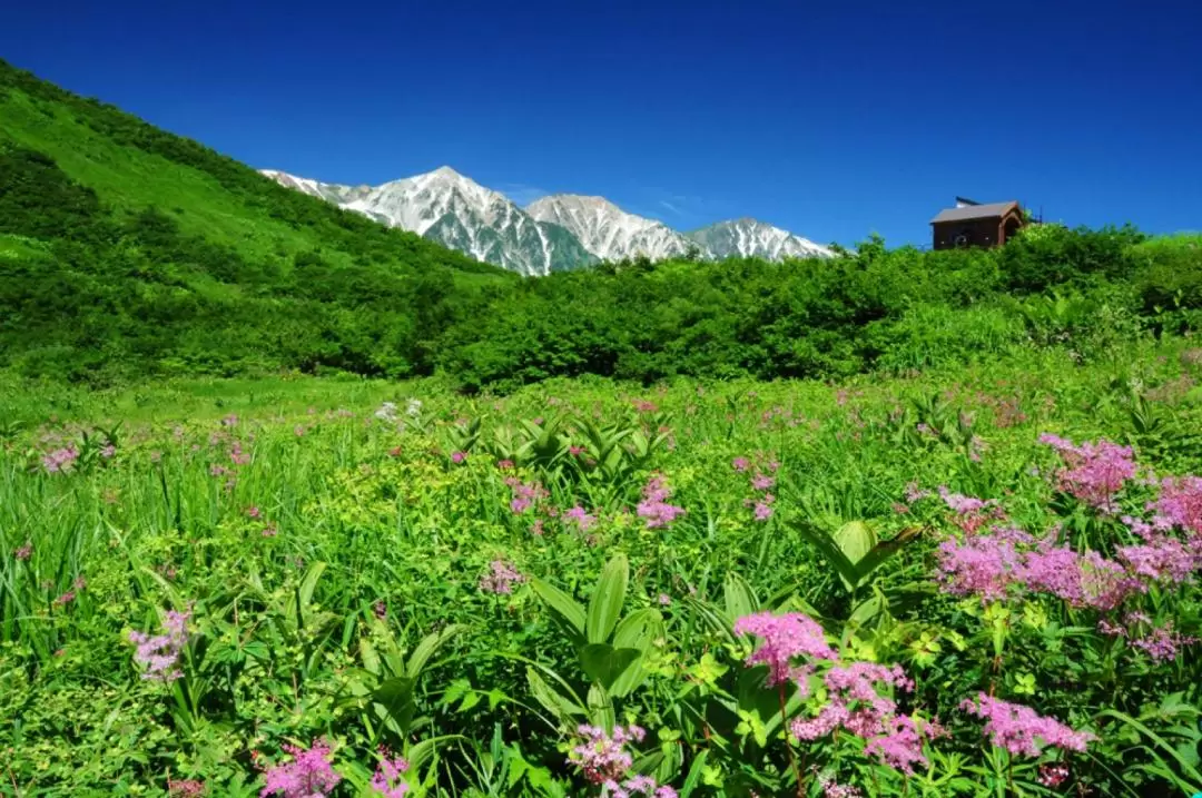 Happo Alpine Line Round-Trip Ticket in Nagano