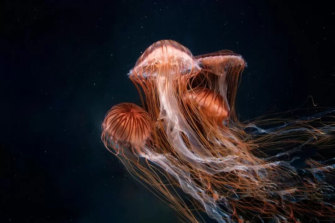 加州太平洋水族馆门票