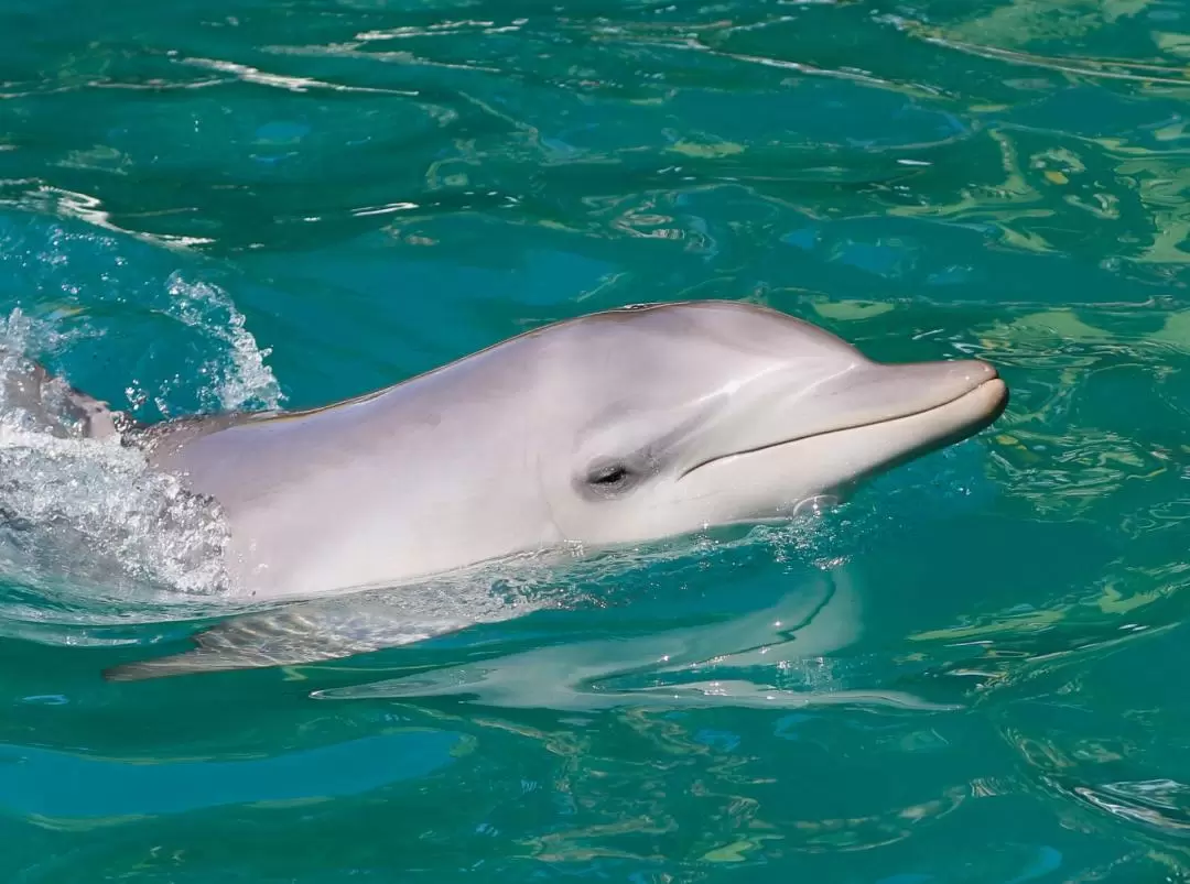 Port Stephens Dolphin Watch Cruise Tour