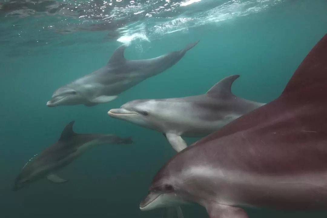 Dolphin & Seal Swim on the Mornington Peninsula