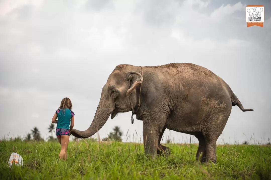 Elephant Jungle Sanctuary Pattaya Experience