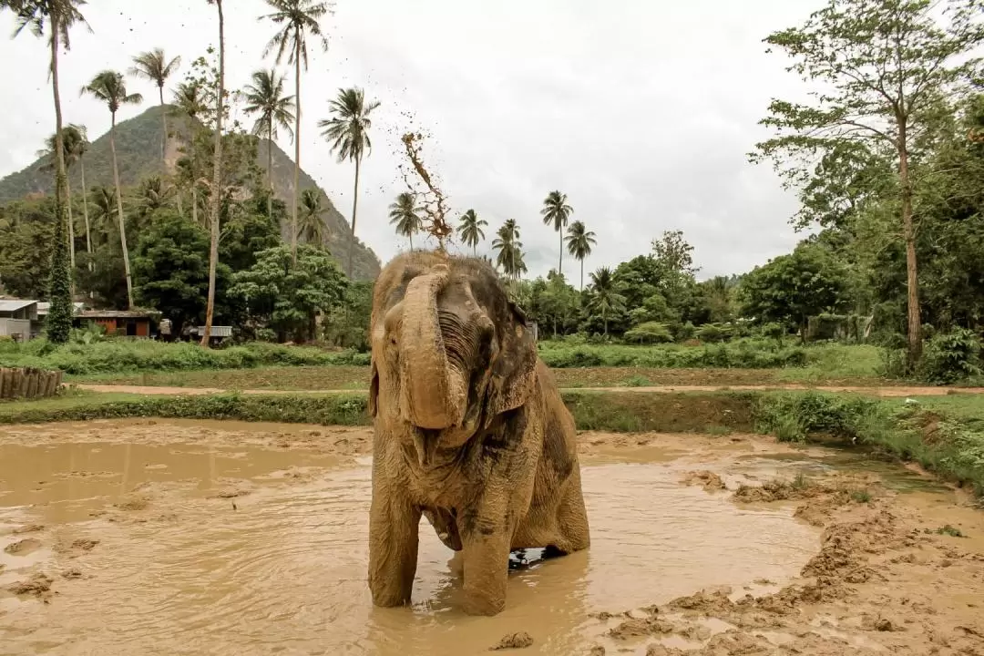 Aonang Elephant Sanctuary Experience