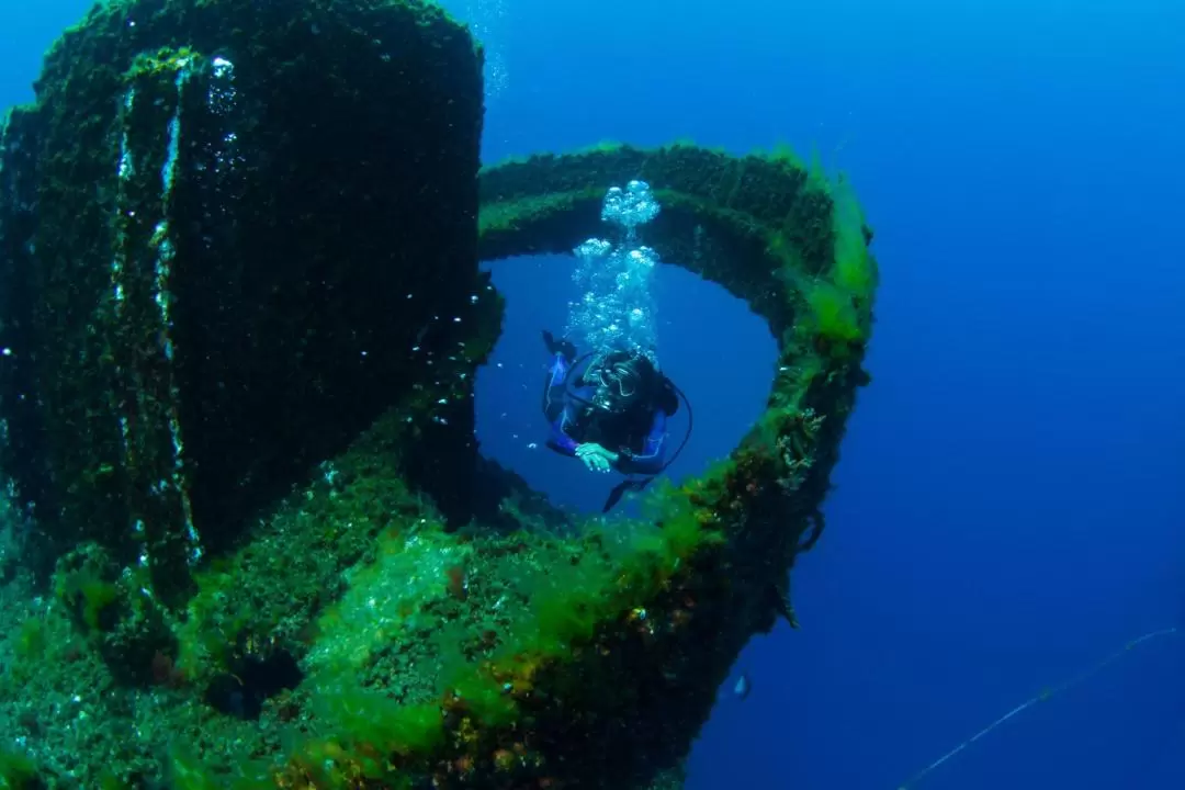 Wonder Reef Diving Experience in Gold Coast