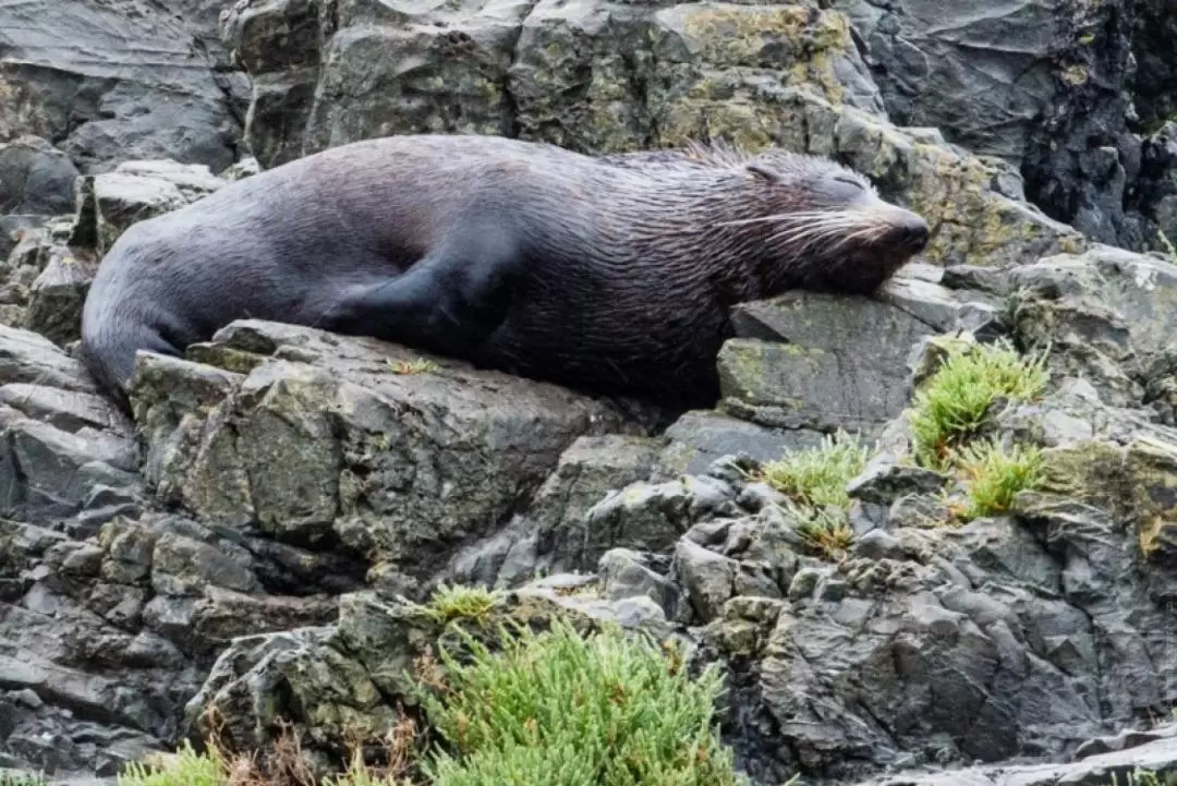 威靈頓 Seal Coast Safari 海豹灣之旅