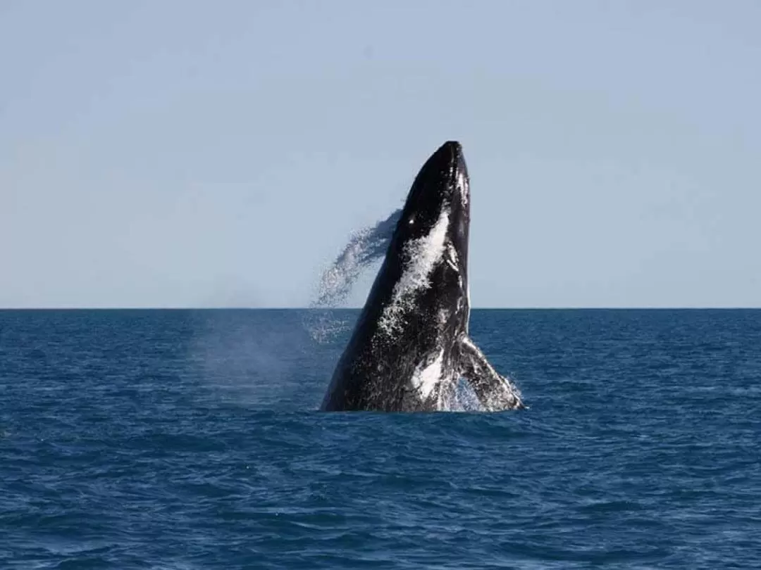 Broome Whale Watching Cruise