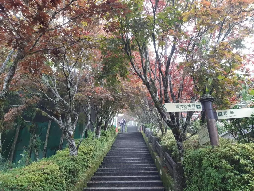 太平山国家森林遊楽区 日帰りツアー（宜蘭）