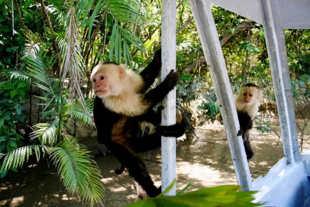 Palo Verde National Park Jungle River Cruise And Coffee Tour