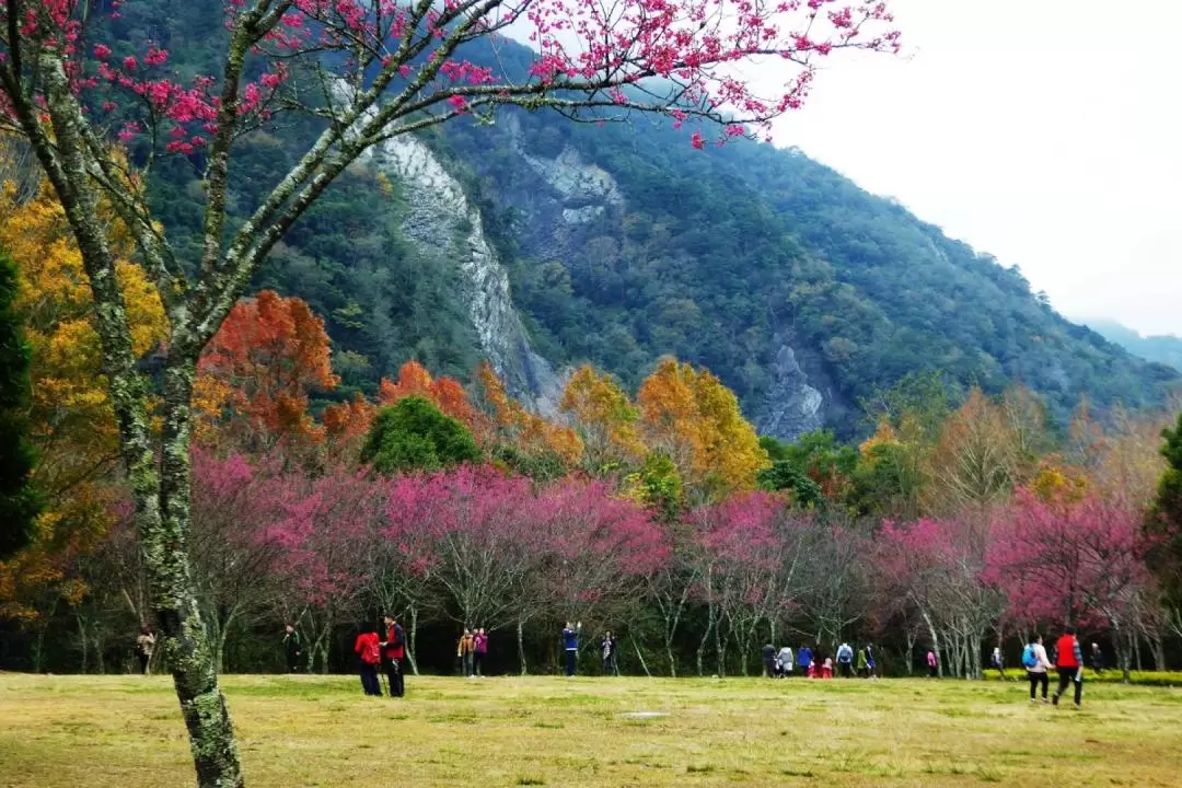 Aowanda National Forest Recreation Area Ticket in Nantou