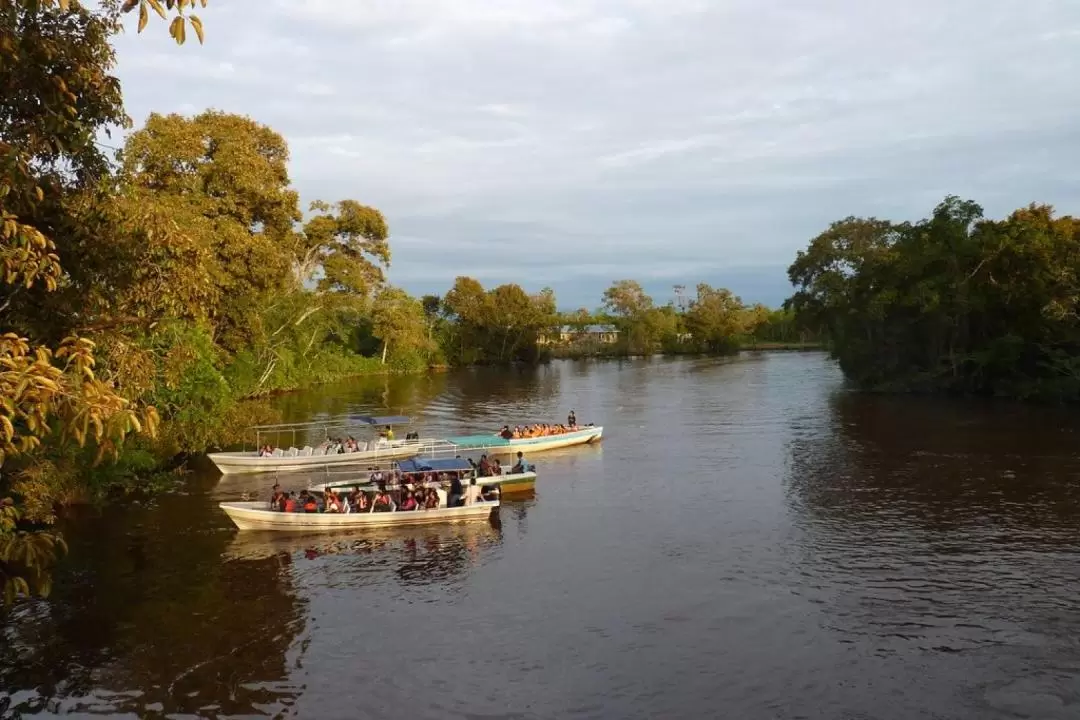 Sarawak Santubong Wetland Wildlife Cruise with Fireflies Watching