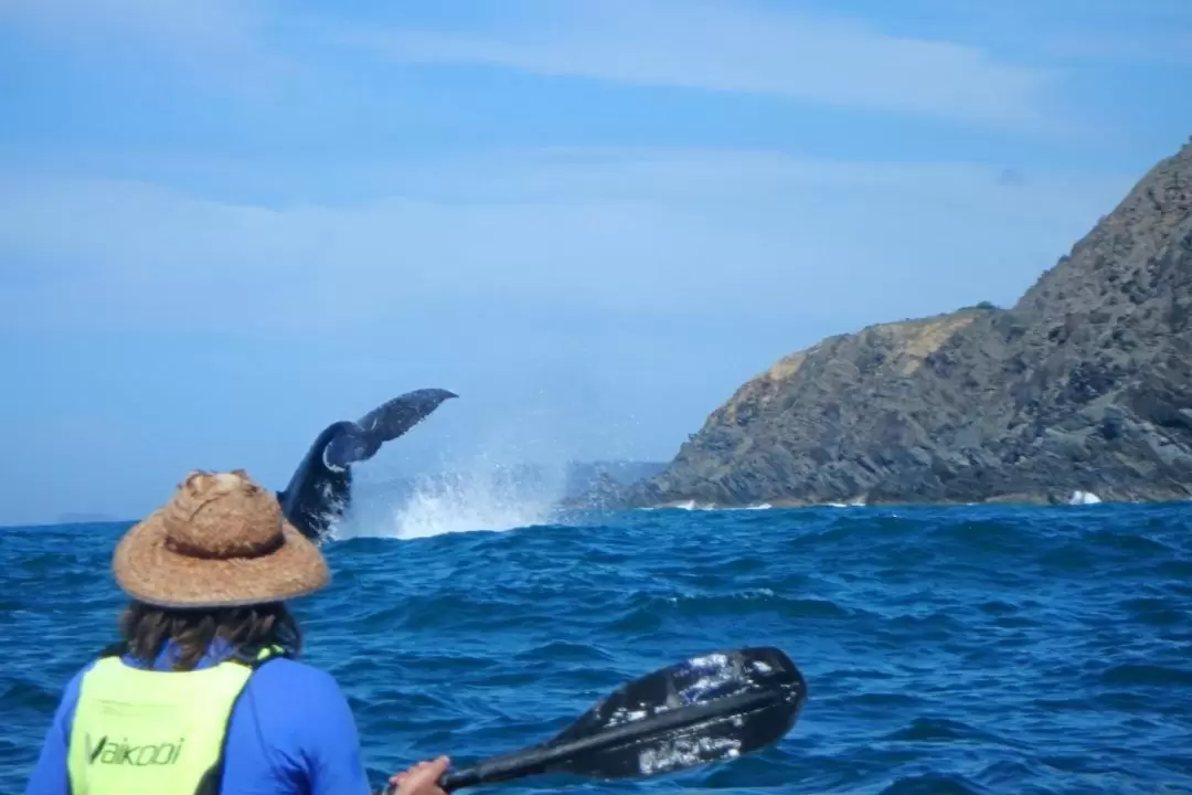 Dolphin Watching and Kayaking Experience from Byron Bay