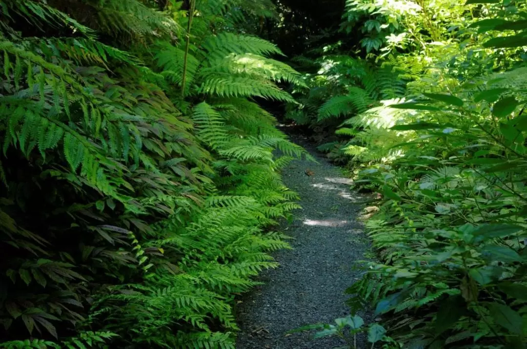 芒格陶塔伊山生態保護區（Sanctuary Mountain Maungatautari）徒步導覽遊