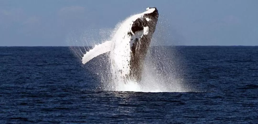 Whale Watching Adventure in Brisbane