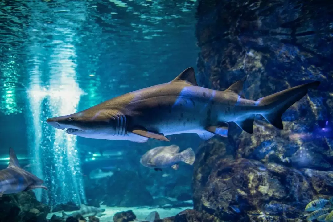 首爾COEX水族館門票