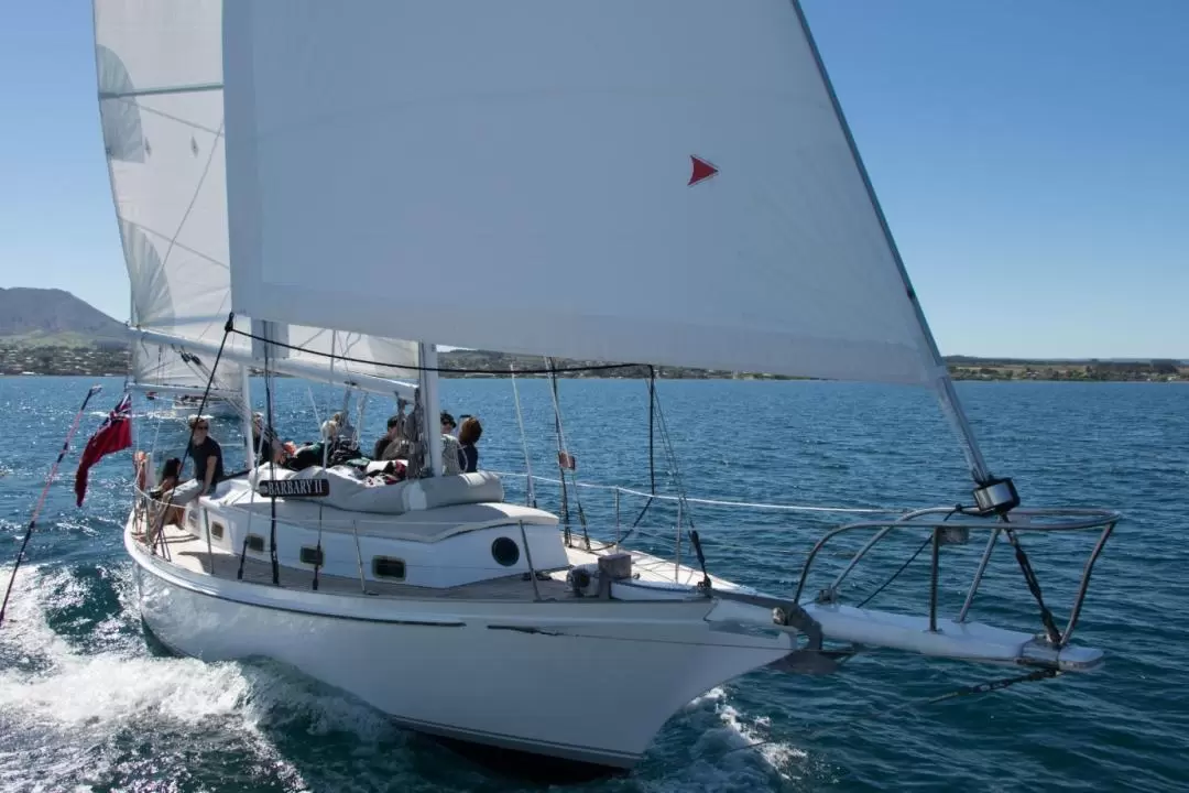 Eco Sailing to the Maori Carvings