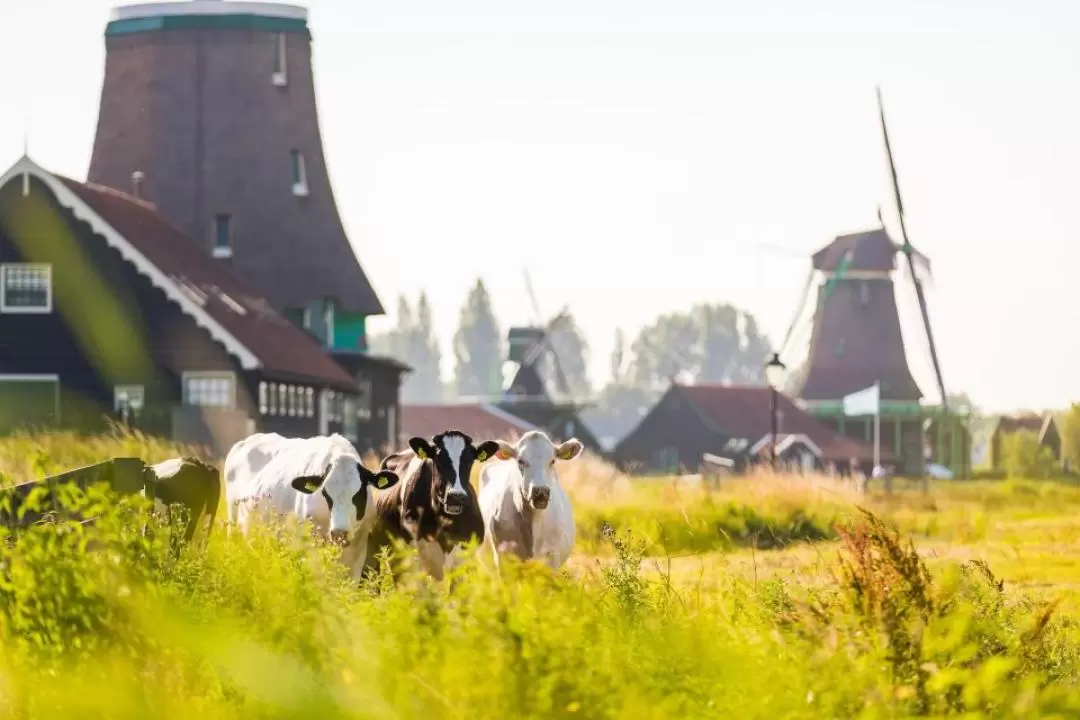 Volendam, Marken, Edam & Windmills of Zaanse Schans Tour from Amsterdam