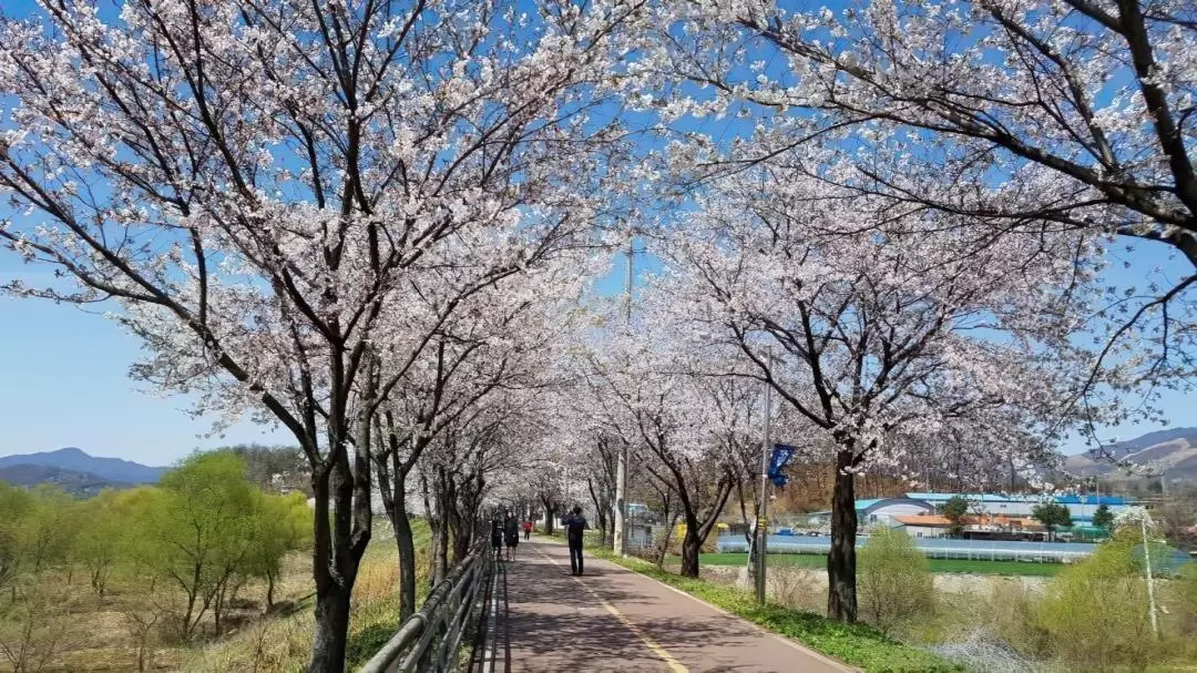 Yangpyeong Yongmun Temple & Paragliding Tour