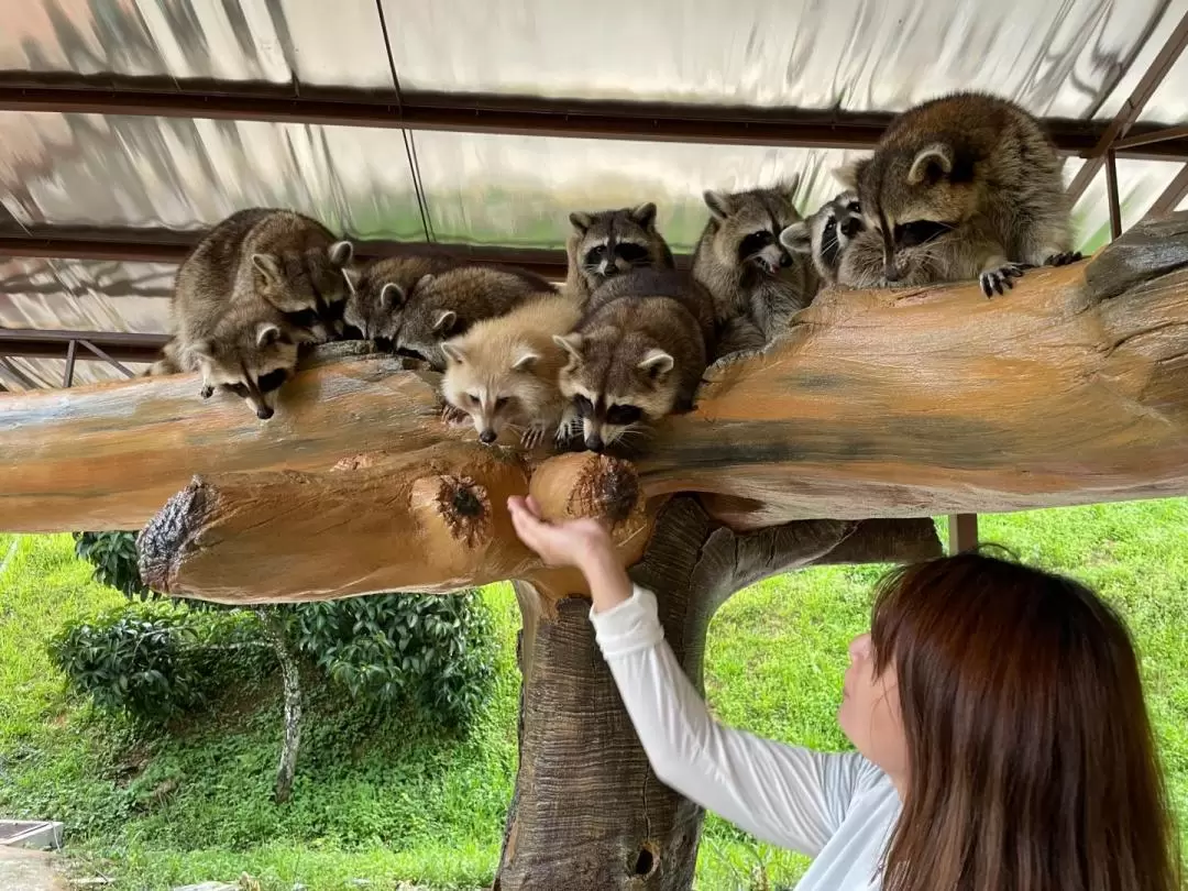 ベントンファーム 入園チケット（パハン）