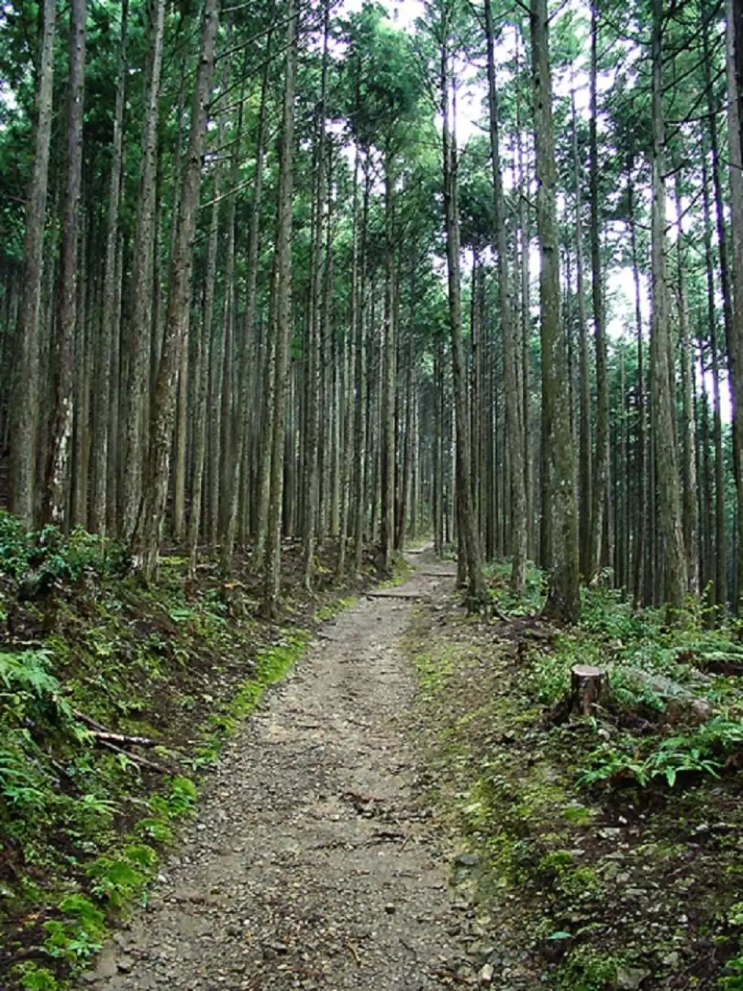 熊野古道世界遺產徒步之旅