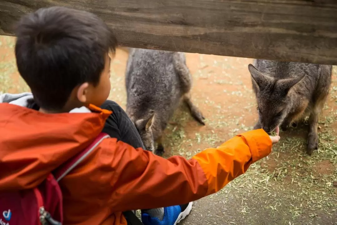 All-Inclusive Blue Mountains Small Group Tour with Lunch