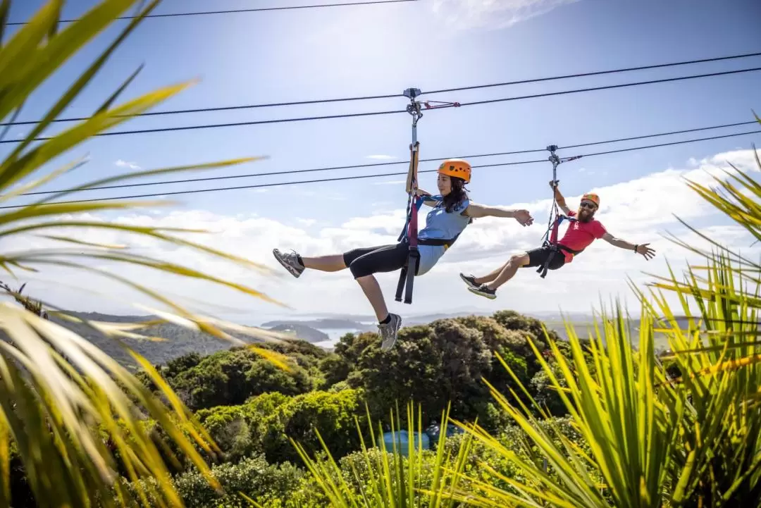 Waiheke Island Zipline and Native Forest 3-Hour Tour