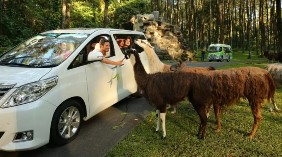 Taman Safari Prigen and Putuk Truno Waterfall Private Tour