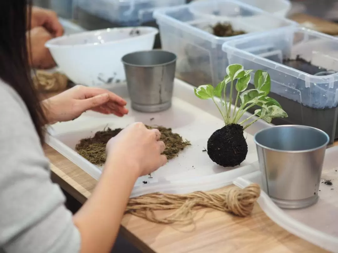 新加坡義順苔玉工作坊