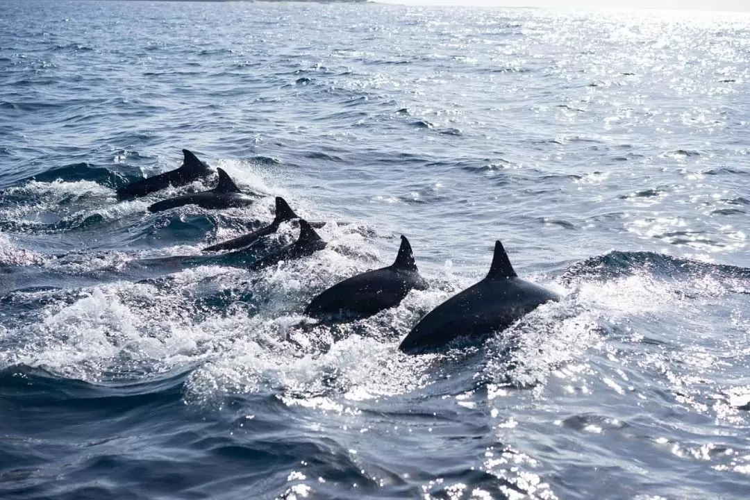 Panglao Island Hopping and Dolphin Watching Tour in Bohol