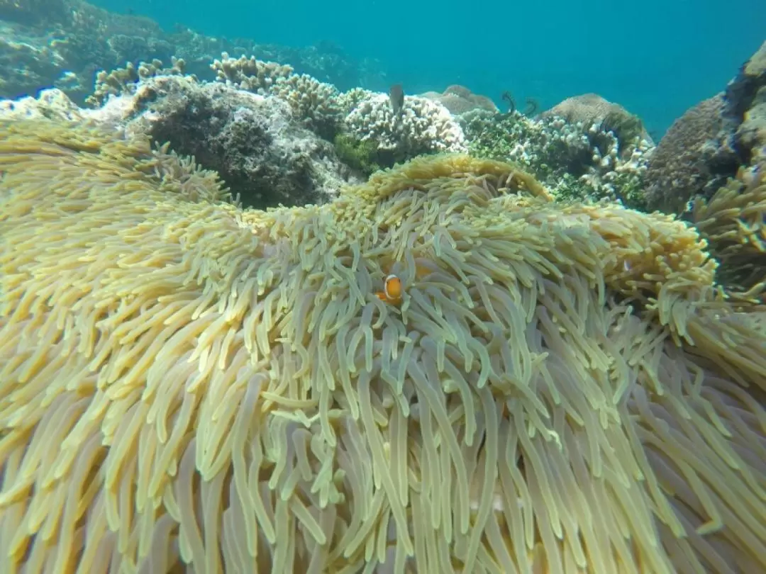 Snorkeling at Labuhan Amuk Beach