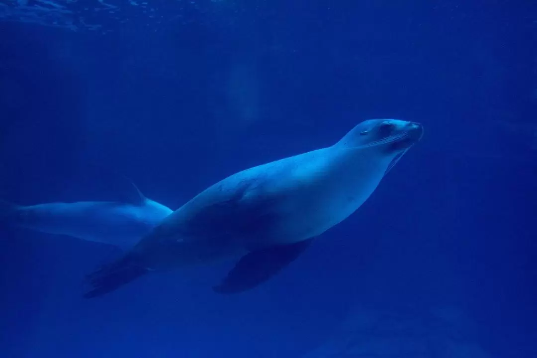 阳光海岸海洋生物水族馆海豹同游体验