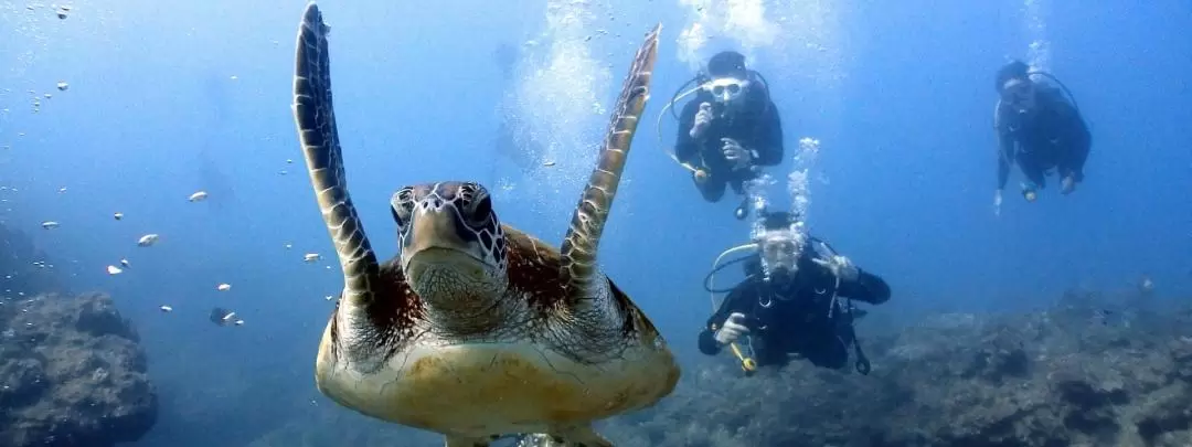 東北角潛水｜鬧潛水 Now Diving｜體驗潛水・Fun Dive・潛水考照課程