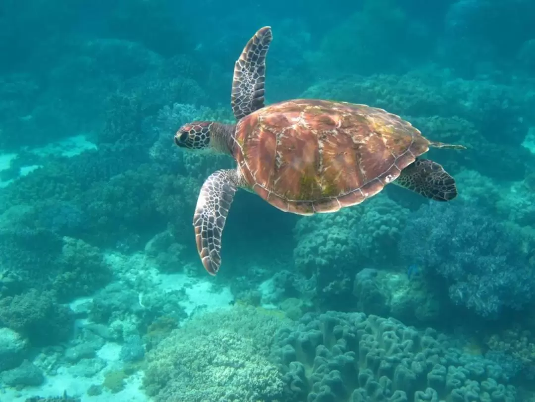 Apo Island Snorkeling Private Tour from Dumaguete