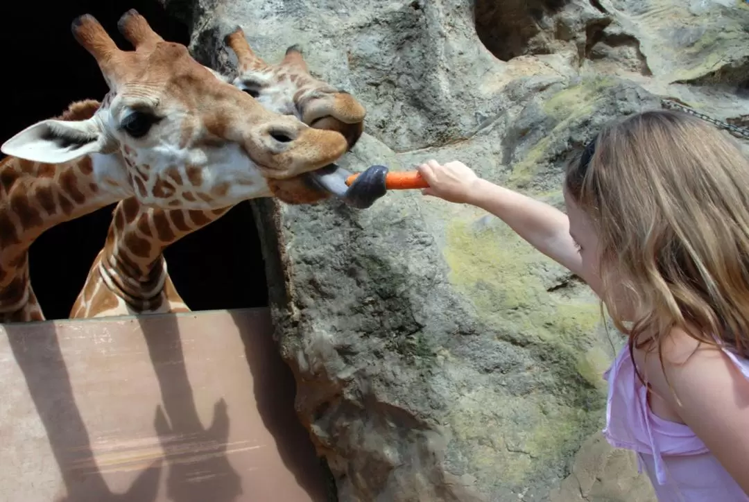 タロンガ動物園 入園チケット・フェリー乗船チケット エクスプレスコンボ（シドニー）