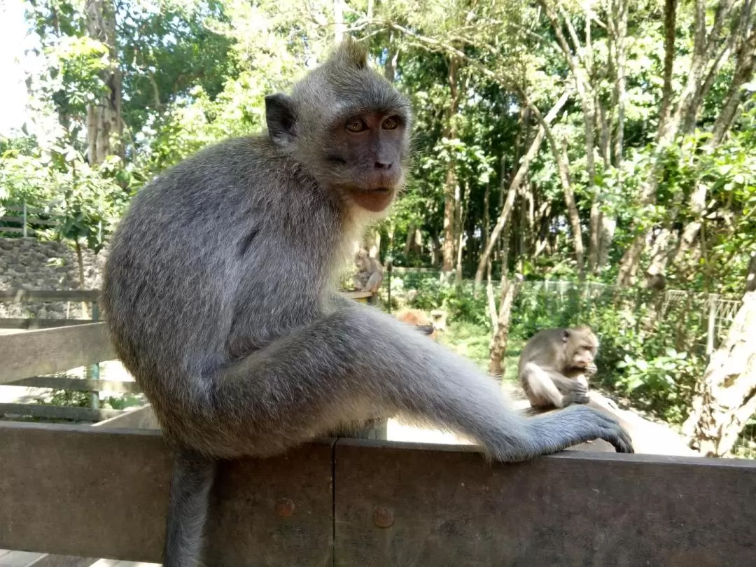 Cooking Class in Ubud with Visit to Monkey Forest and Rice Terrace