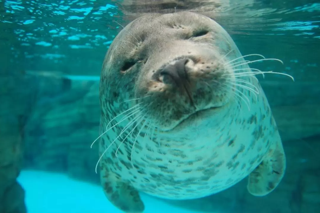 Shimane AQUAS Aquarium Ticket in Hamada