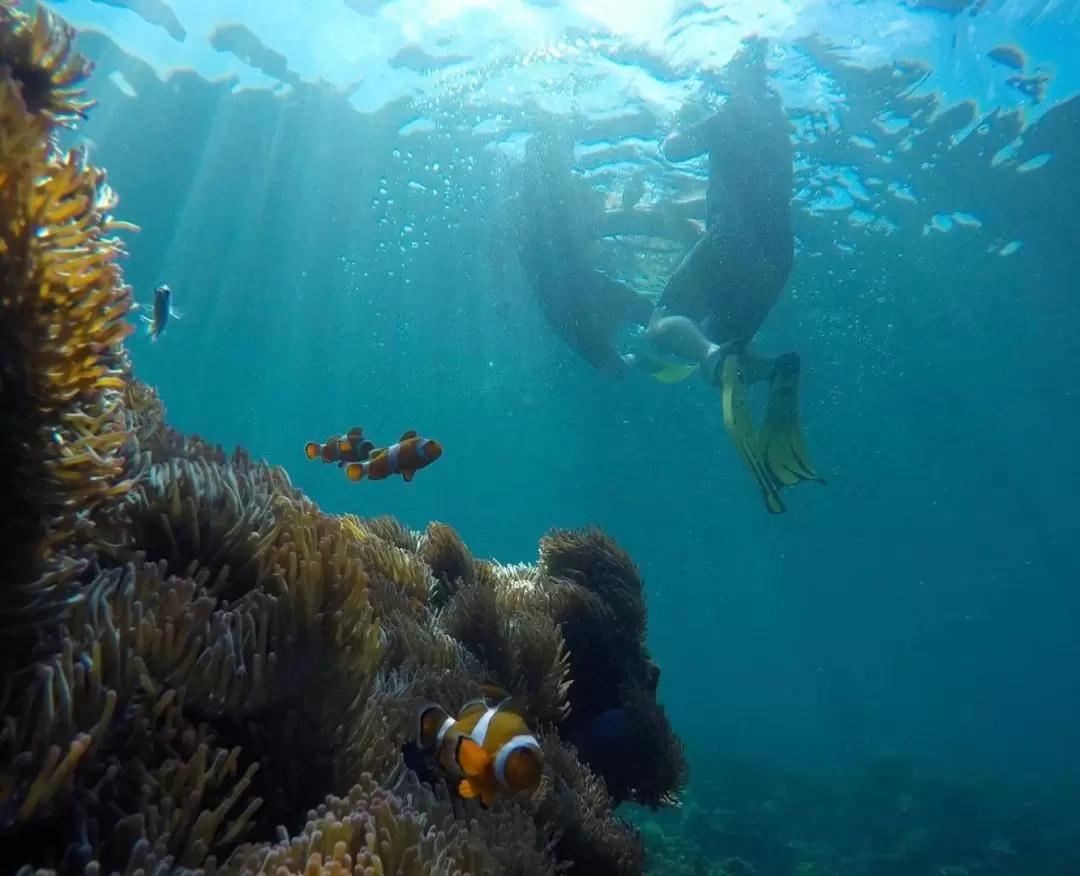 PADI Guided Snorkeling Experience in Tunku Abdul Rahman National Park