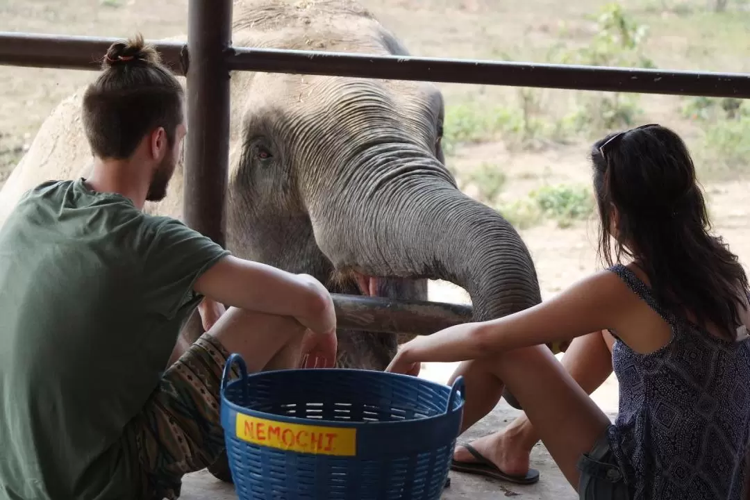 Elephant Day Care at Elephants World Kanchanaburi