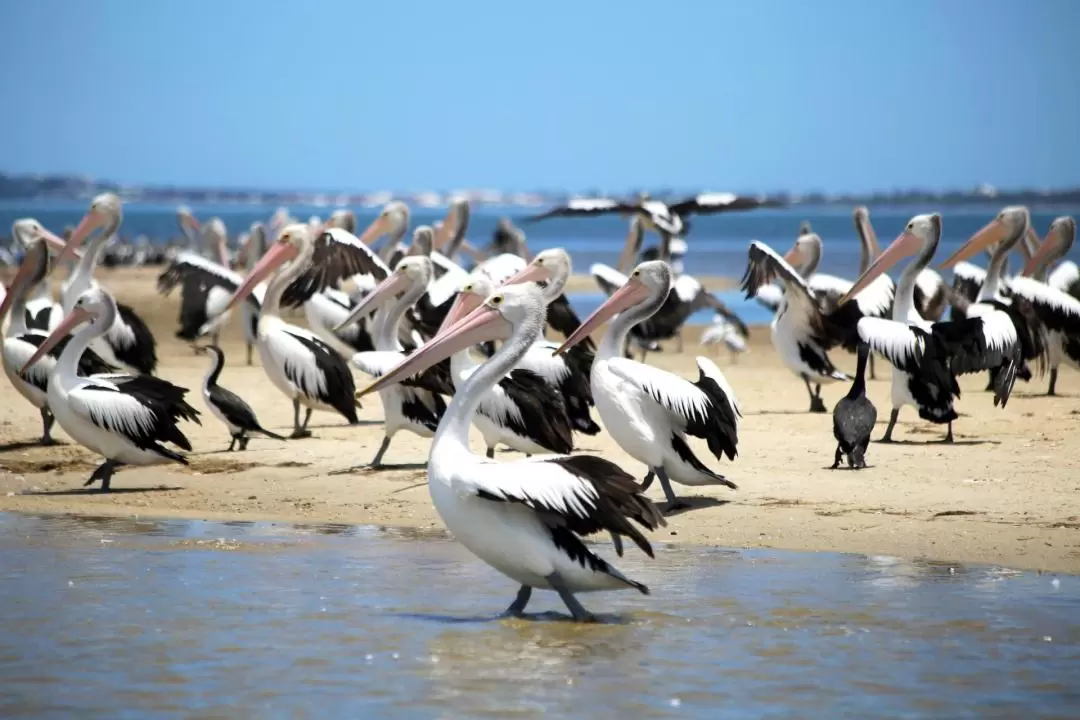 Mandurah Dolphin Cruise and Views Tour