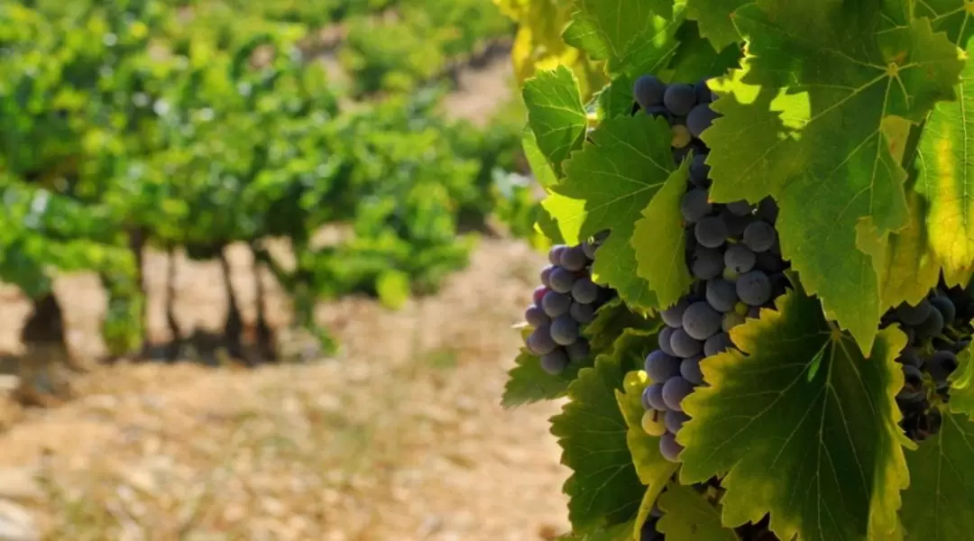 Cezanne Countryside Half Day Wine Tour from Aix-en-Provence