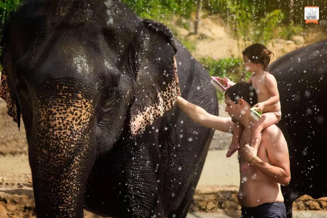 Elephant Jungle Sanctuary Phuket Experience