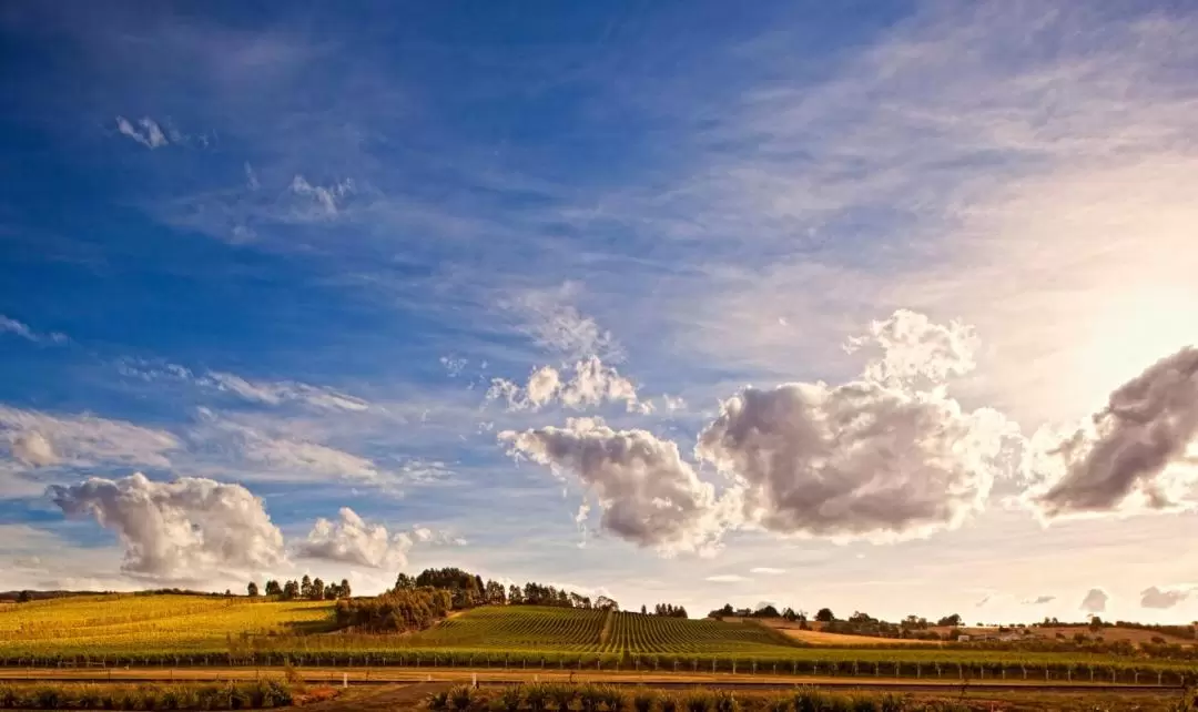 Lunch with Wine Tasting Experience at Josef Chromy Winery in Tasmania