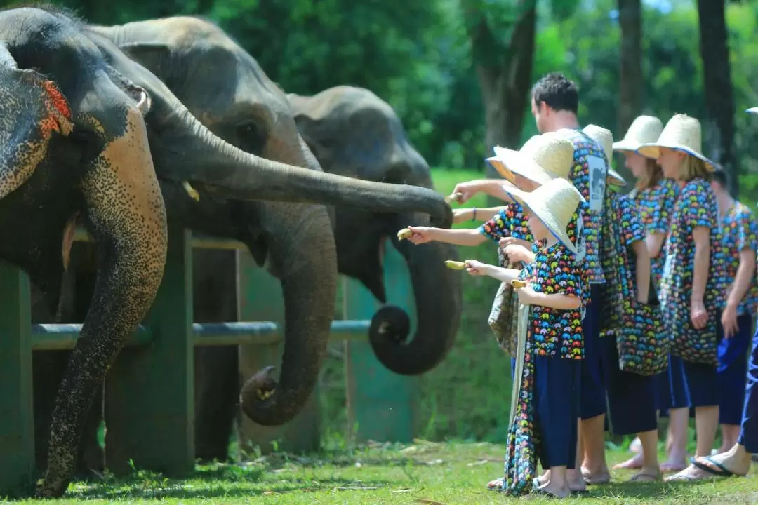 清邁大象自然保護區（Kanta Elephant Sanctuary）半日遊