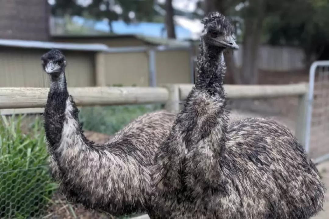 バララット ワイルドライフパーク 入園チケット