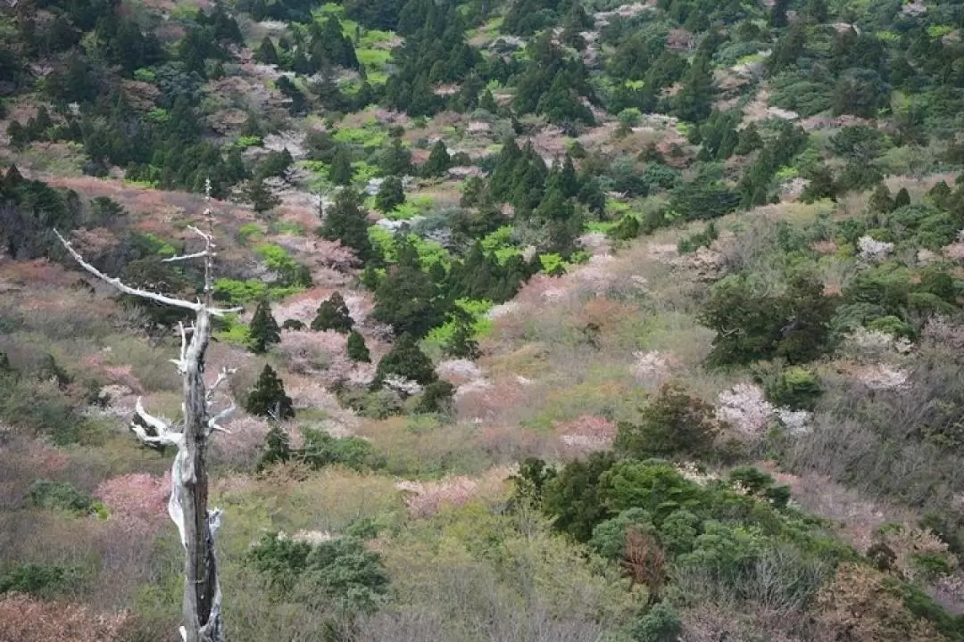 屋久島白谷雲水峽1日徒步遊（含英文導遊）