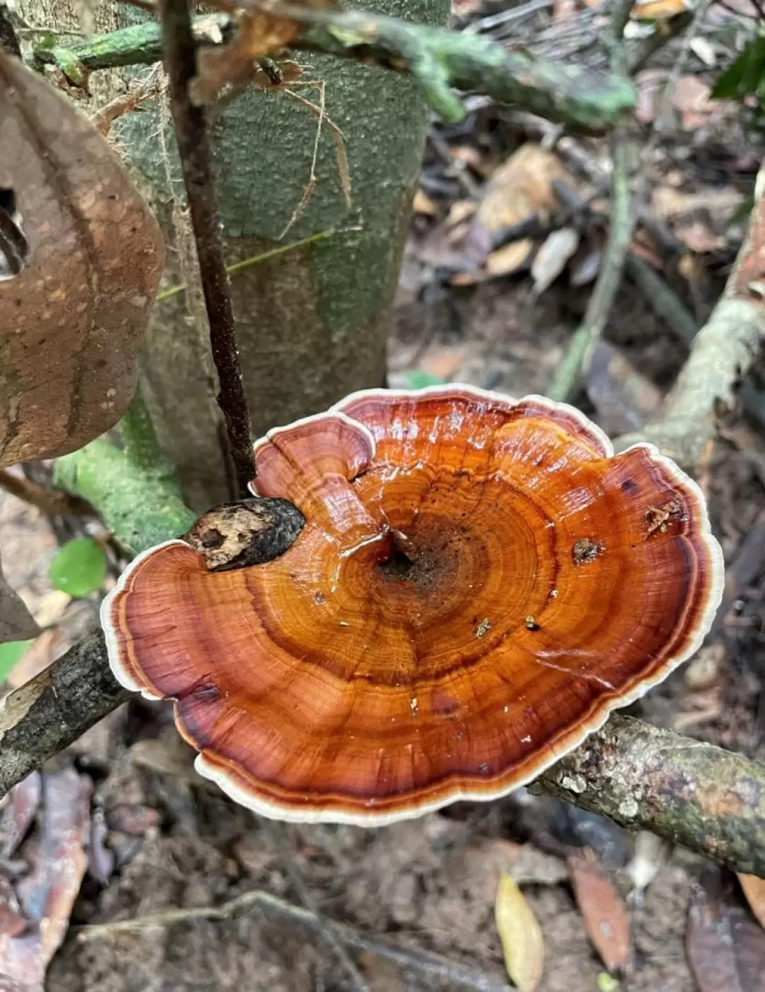 浮羅交怡清晨雨林徒步之旅