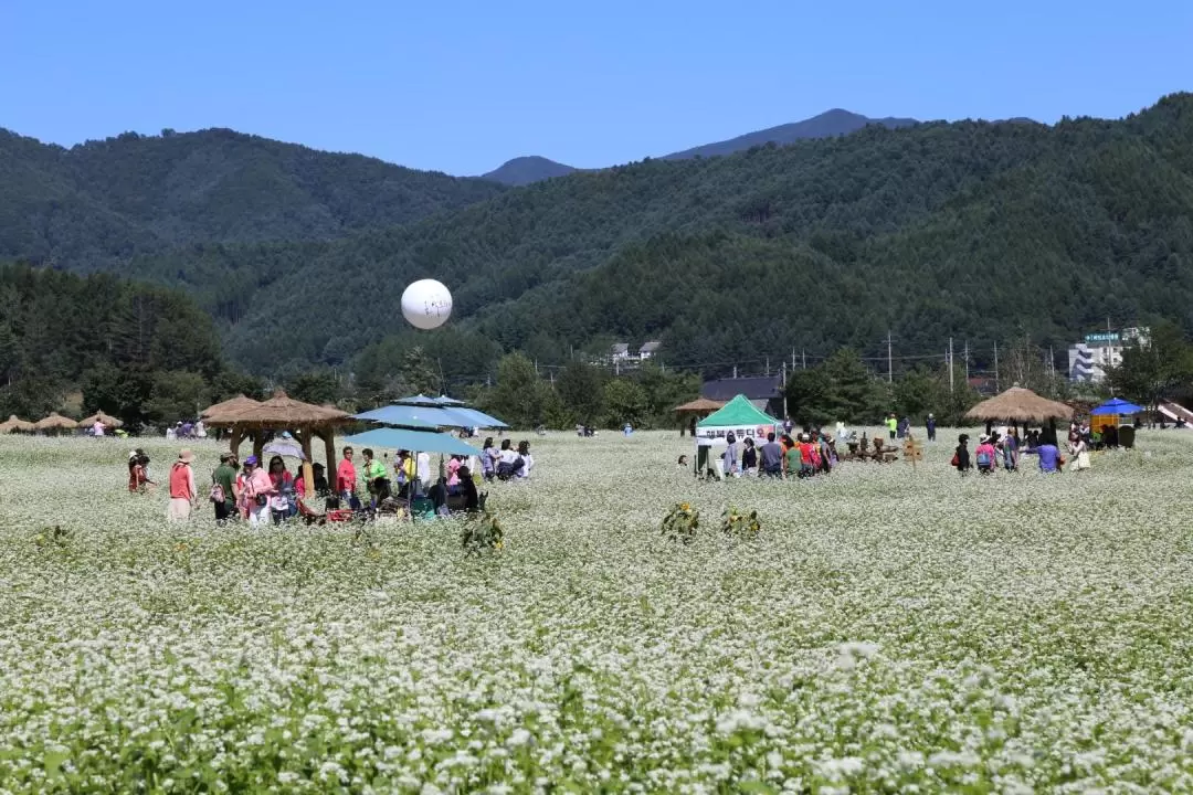 蓬坪蕎麥花節 & 平昌百日菊節