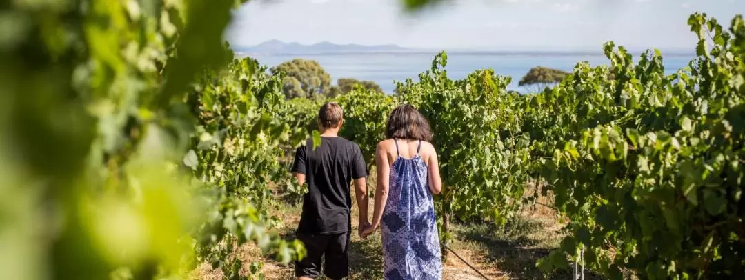 Around the Bay Food and Wine Tastings Tour from Melbourne